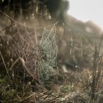 Boosting Conversions: Optimizing WordPress Design
