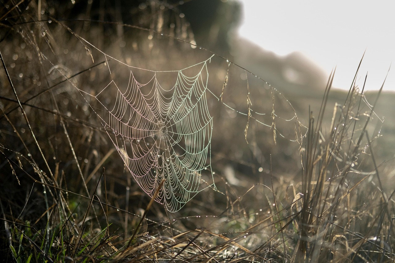 Boosting Conversions: Optimizing WordPress Design