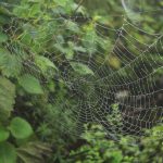 Essential WordPress Design Plugins and Tools