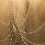 Optimizing Your WordPress Website for Speed and Design