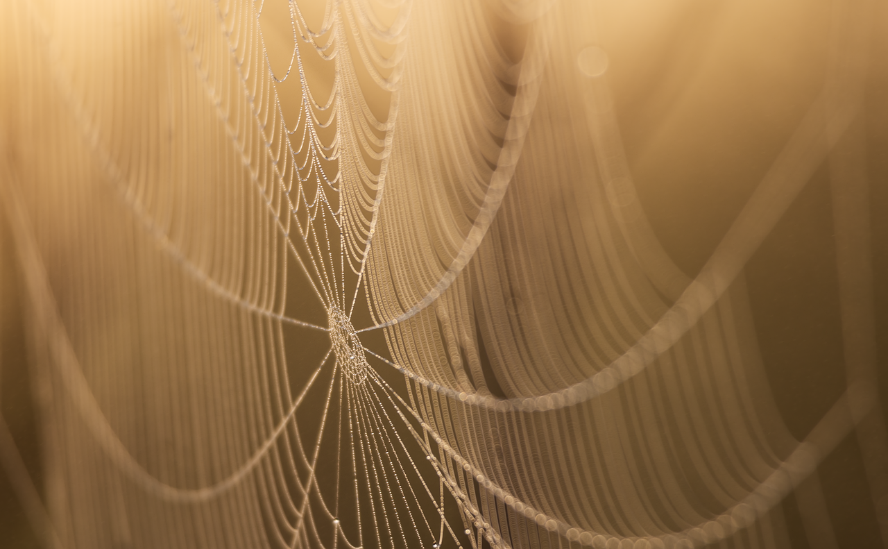 Optimizing Your WordPress Website for Speed and Design