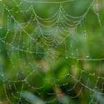 WordPress Web Design: Creating Stunning Websites