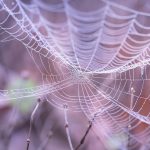 Elevate Your Brand: Professional WordPress Design
