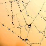 The Power of WordPress: Designing Websites That Convert
